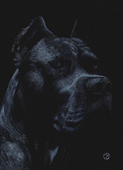 Cane Corso